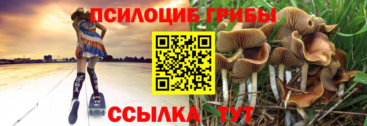 Псилоцибиновые грибы Psilocybine cubensis  Вход с VPN  Красноуфимск 